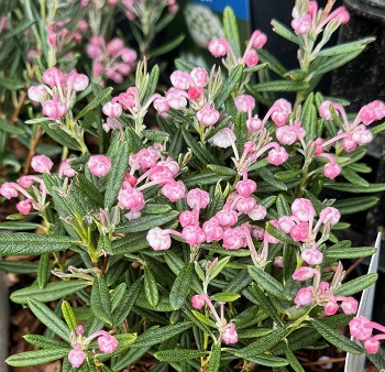 Andromeda polifolia 'Blue Ice' 